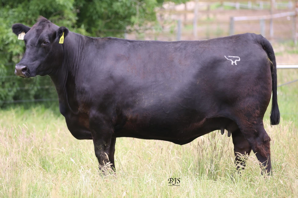 Sale Catalogue Photos BJS Livestock Photography