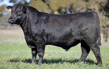 Bannaby Angus – BJS Livestock Photography