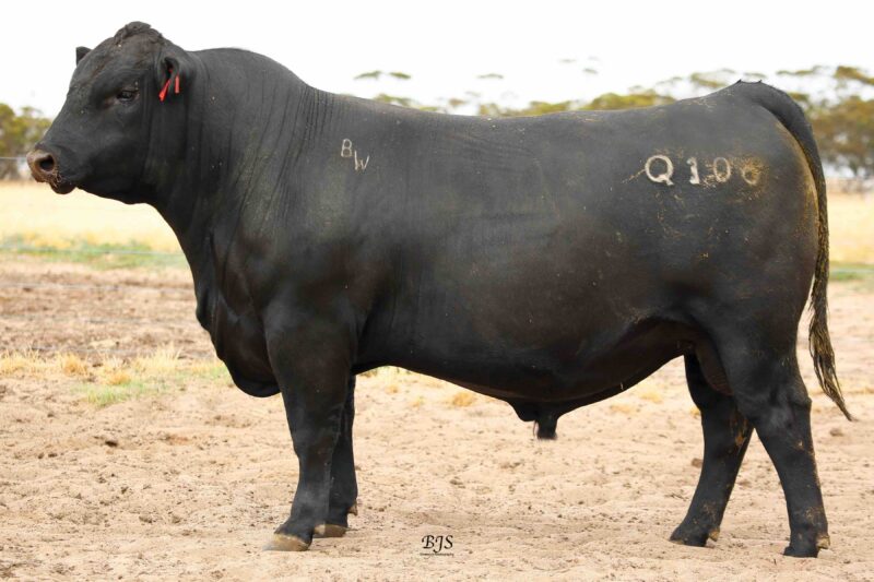 Bull Oak Well Angus – BJS Livestock Photography